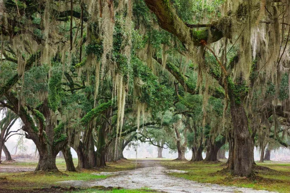 Live oak alley draped in Spanish moss, a hallmark of the Lafayette, Louisiana landscape